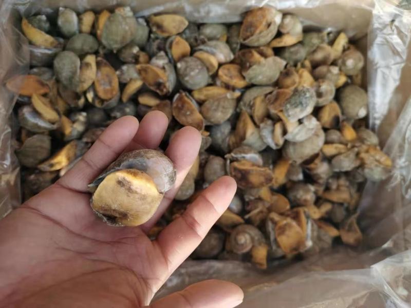 鲍螺老婆脚假鲍鱼螺新鲜满黄海蜗牛带壳大脚螺珍珠鲍