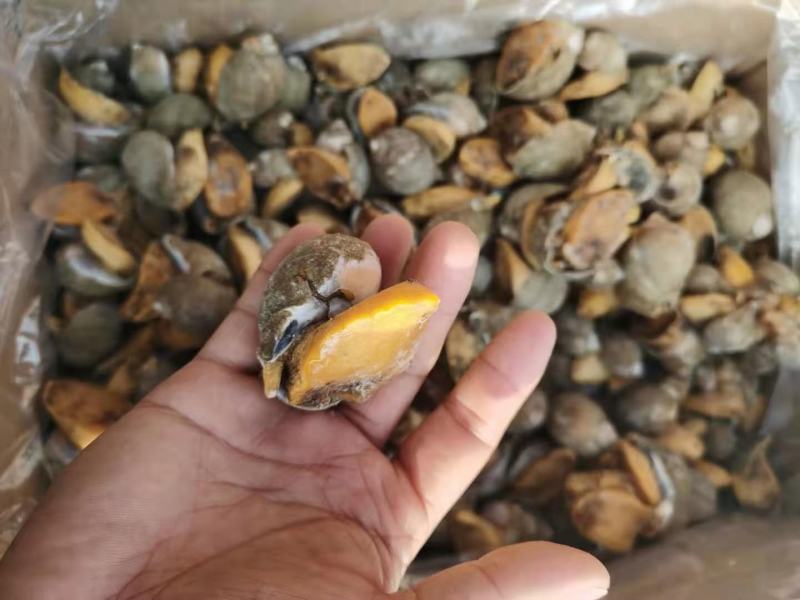 鲍螺老婆脚假鲍鱼螺新鲜满黄海蜗牛带壳大脚螺珍珠鲍