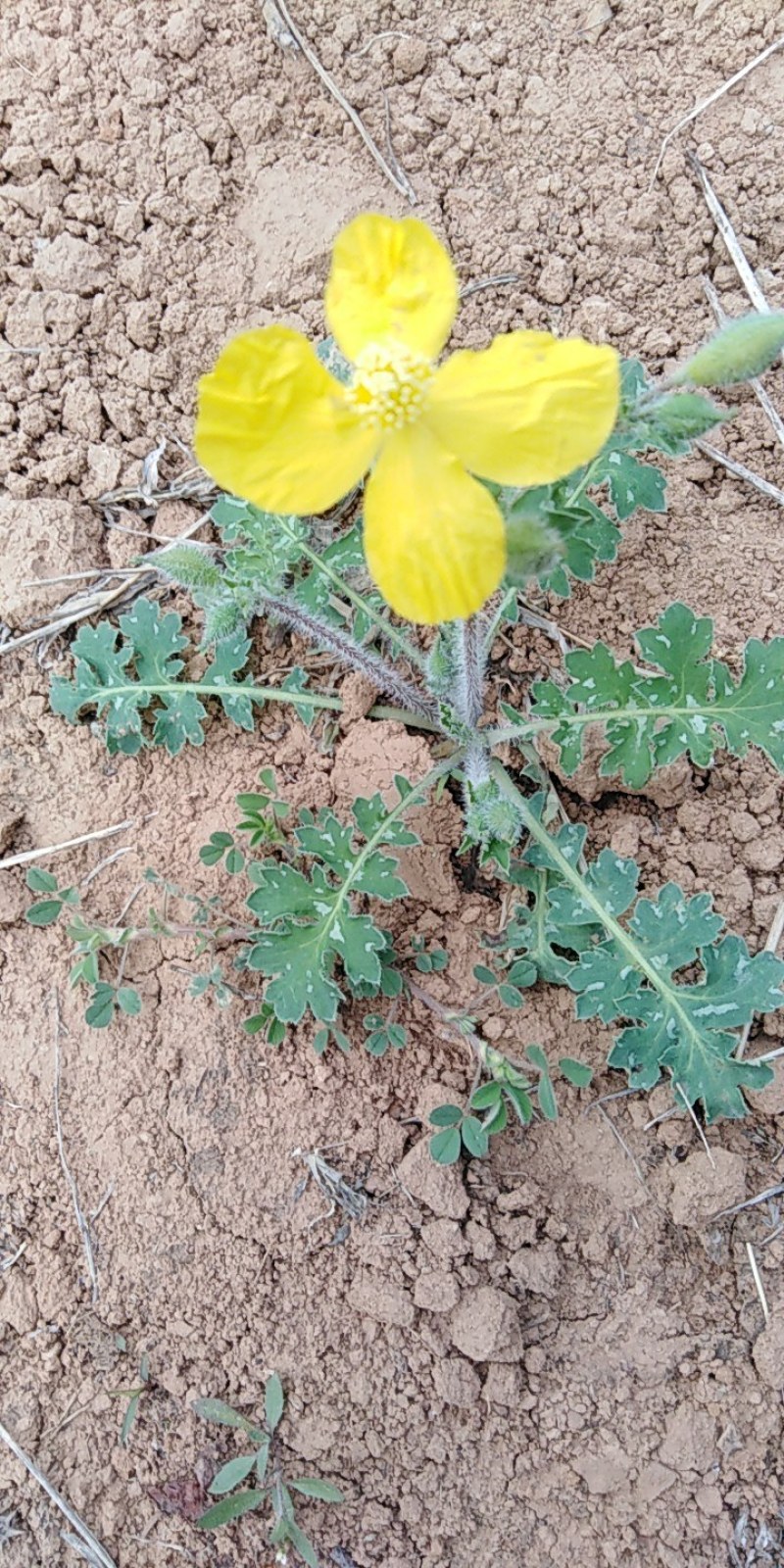 秃疮花