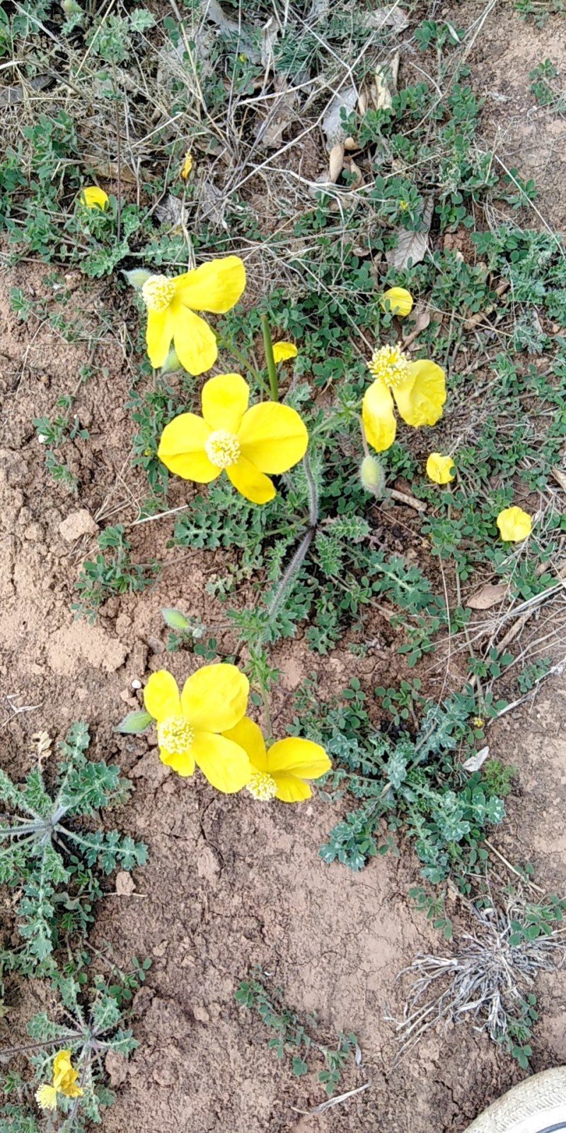 秃疮花