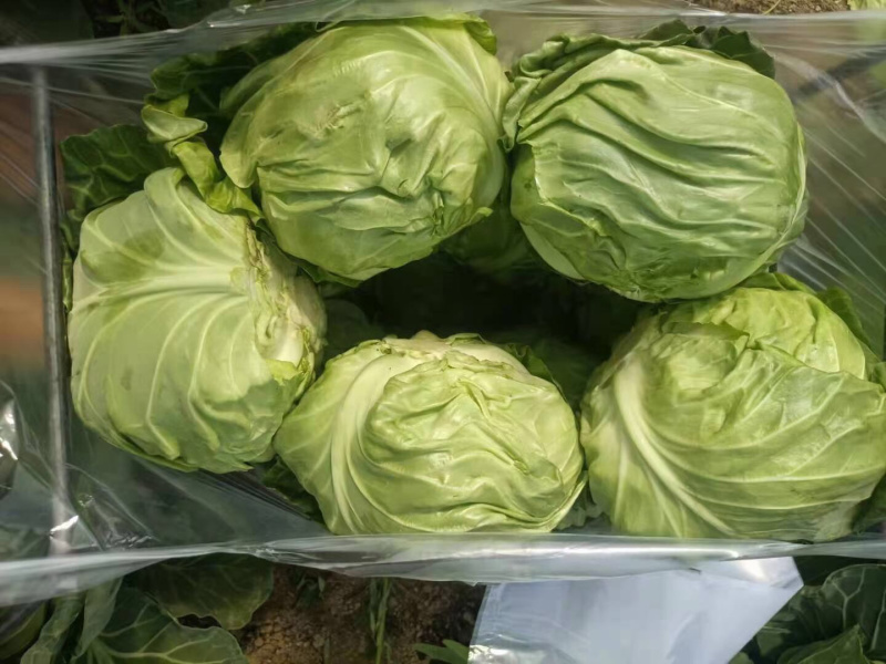 甘蓝、精品甘蓝基地颜色翠绿质量好各种蔬菜基地