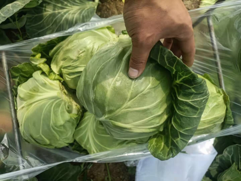 甘蓝、精品甘蓝基地颜色翠绿质量好各种蔬菜基地