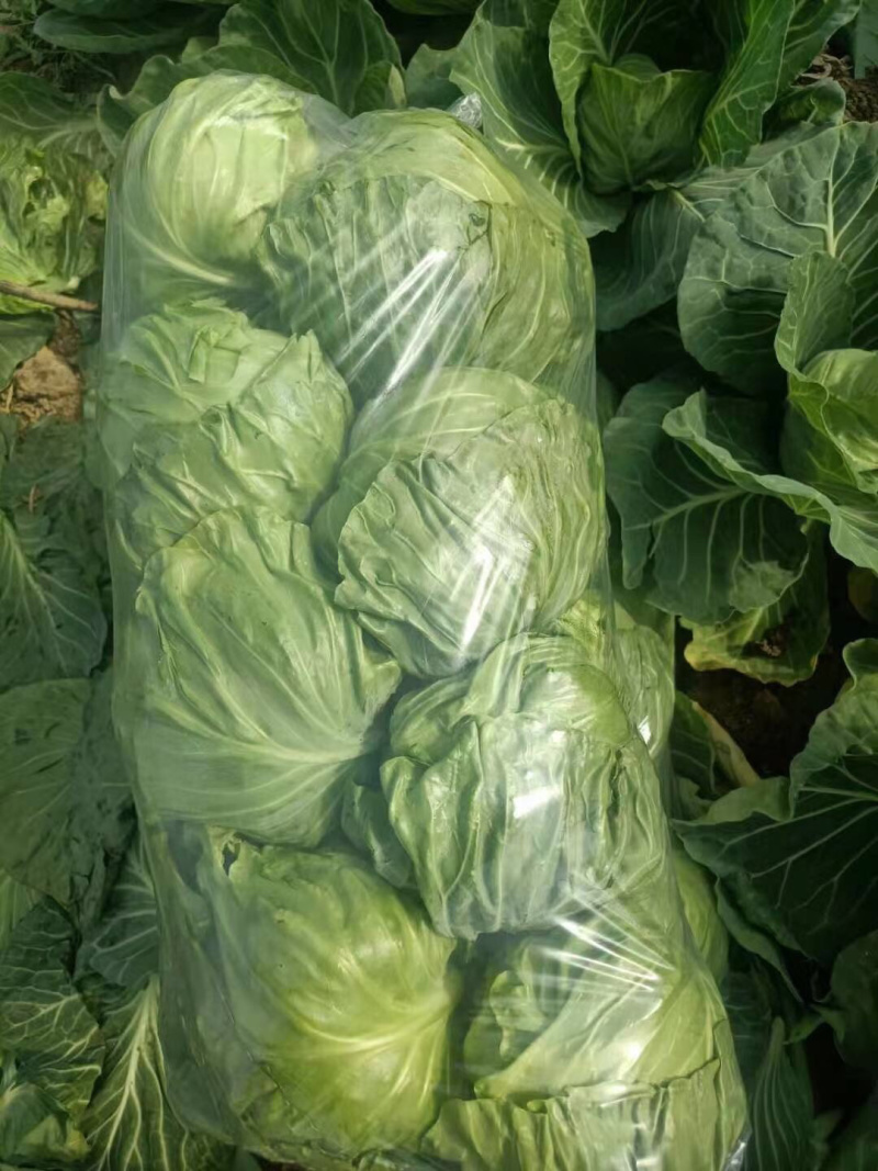 甘蓝、精品甘蓝基地颜色翠绿质量好各种蔬菜基地