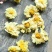 正宗桐乡杭白菊胎菊王胎菊白菊花批发量大从优