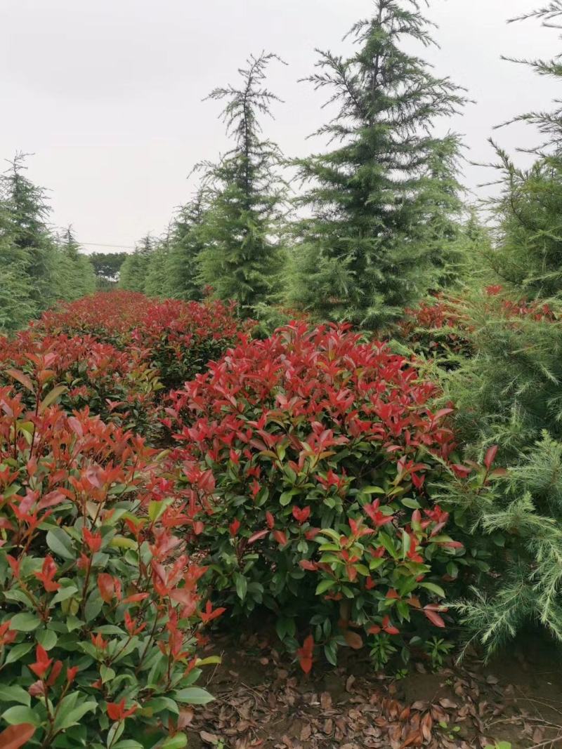 红叶石楠球，基地直供，一手货源，海量供应
