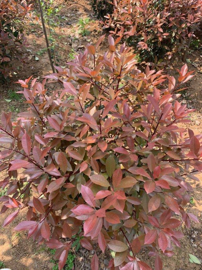 红叶石楠球，基地直供，一手货源，海量供应