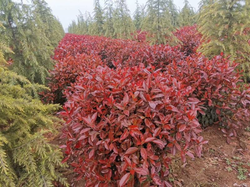 红叶石楠球，基地直供，一手货源，海量供应