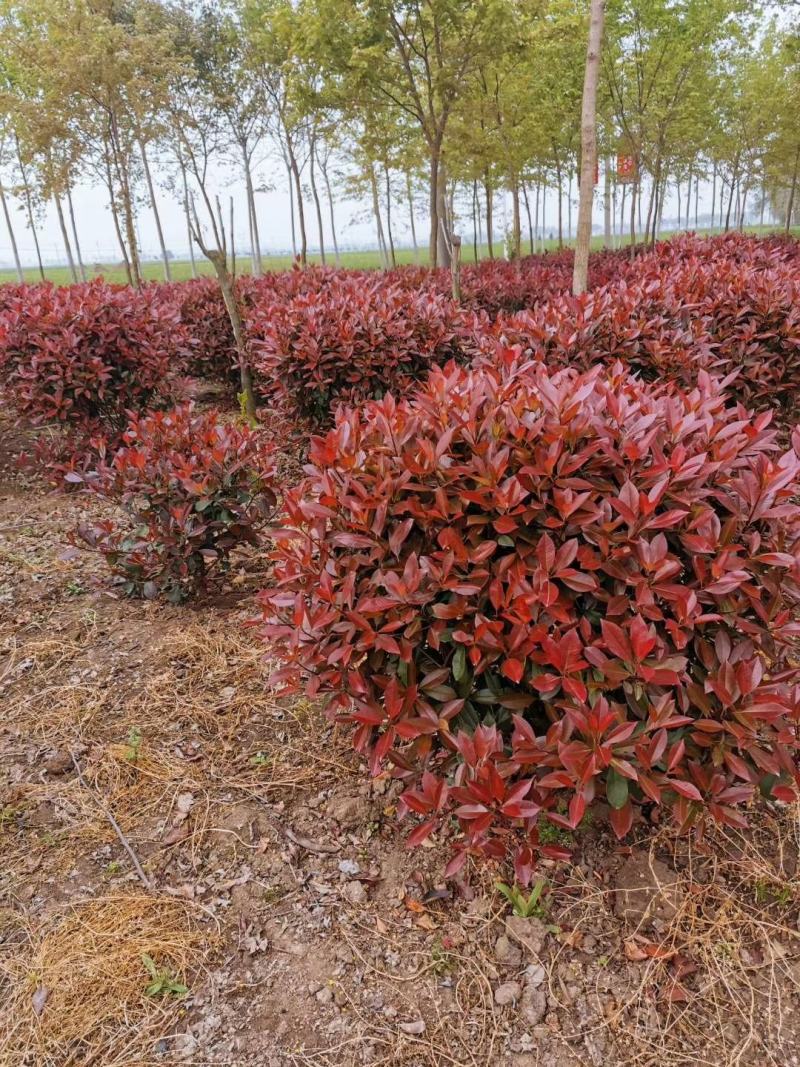 红叶石楠球，基地直供，一手货源，海量供应