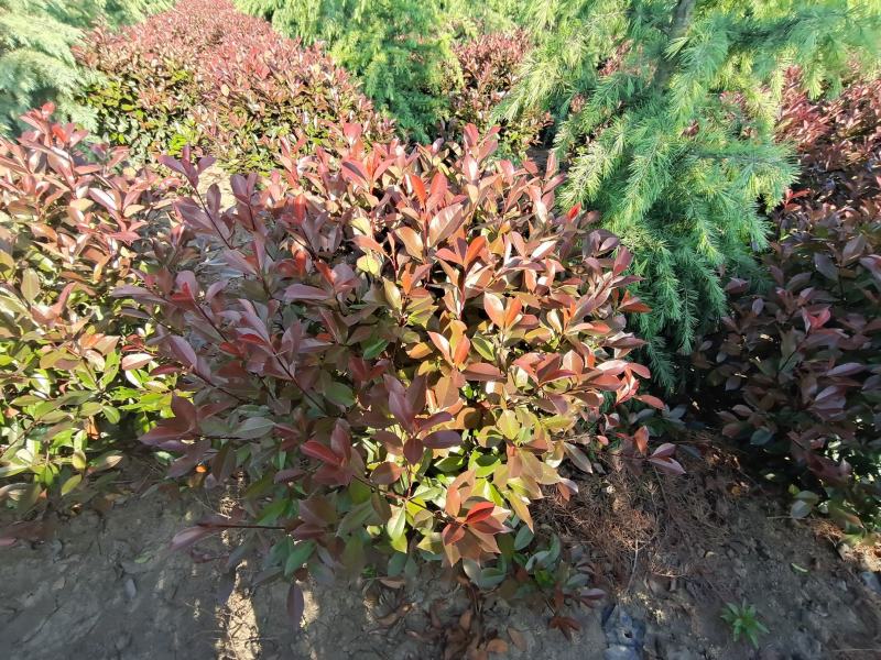 红叶石楠球，基地直供，一手货源，海量供应