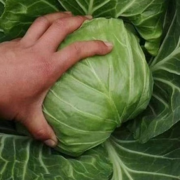 精品小甘蓝大量上市