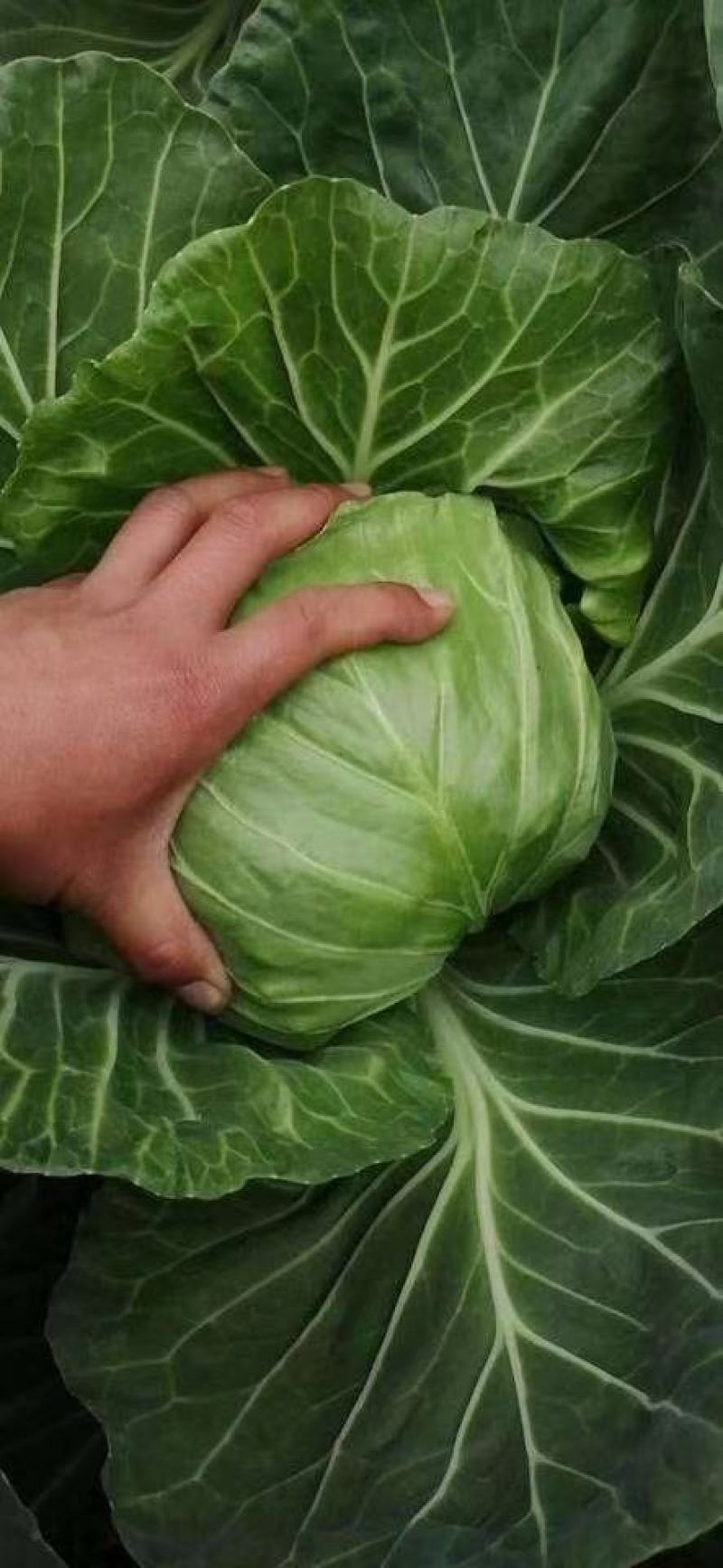精品小甘蓝大量上市