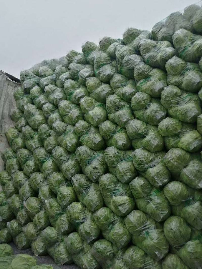 精品小甘蓝大量上市