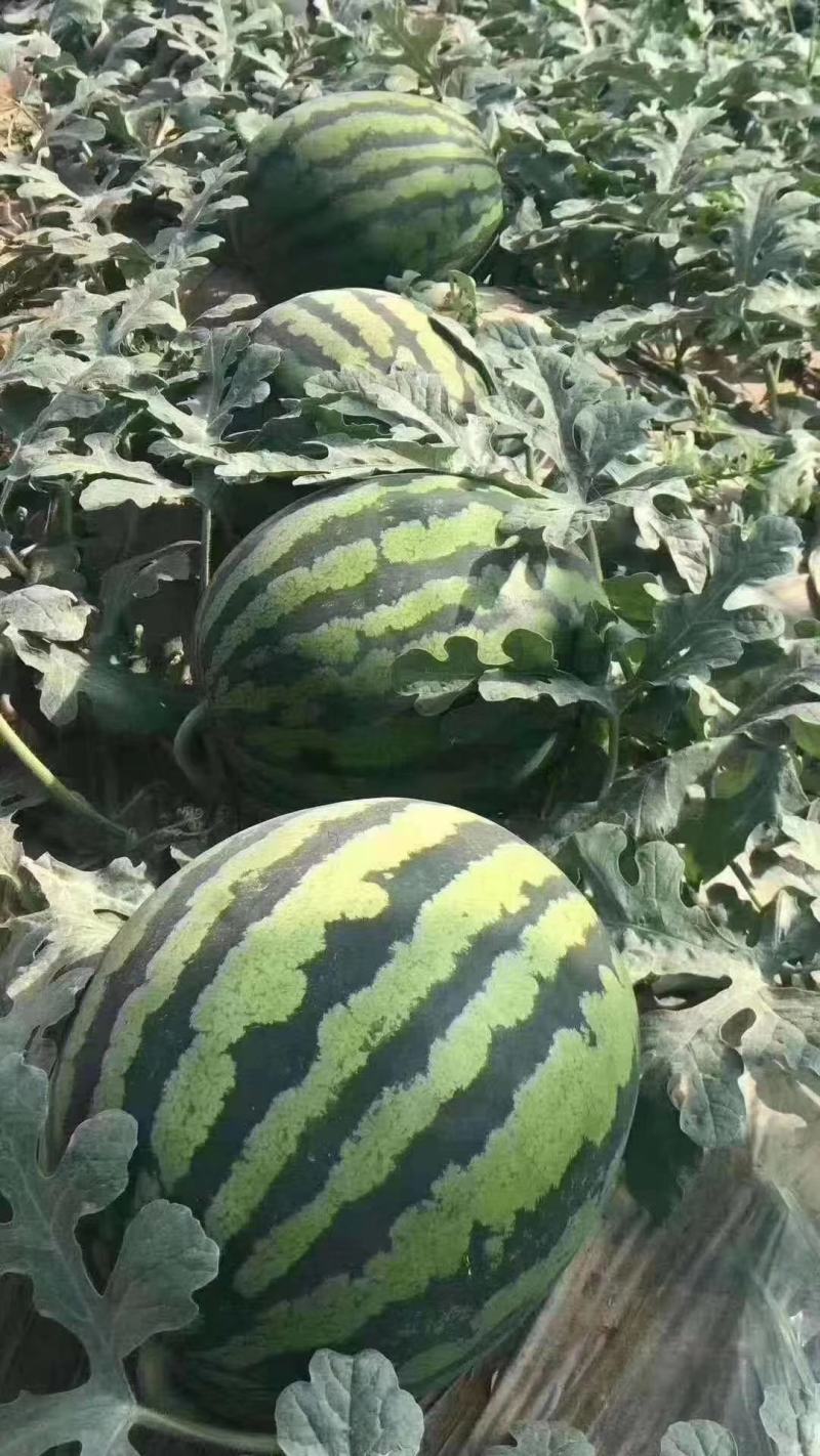 大棚精品美都西瓜包熟包甜产地直供商超品质