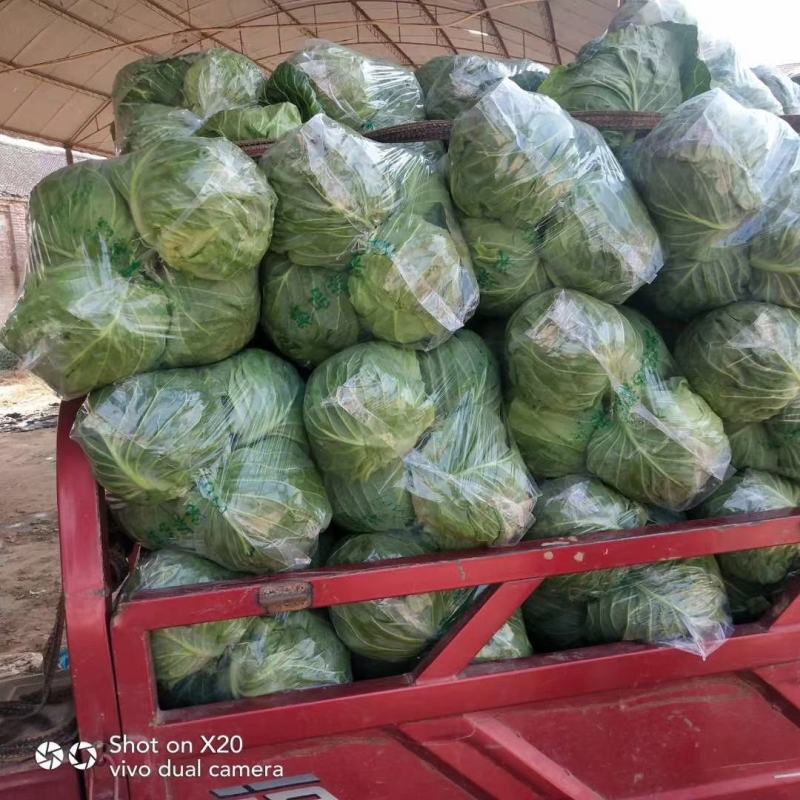 精品小甘蓝大量上市