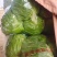 精品小甘蓝大量上市