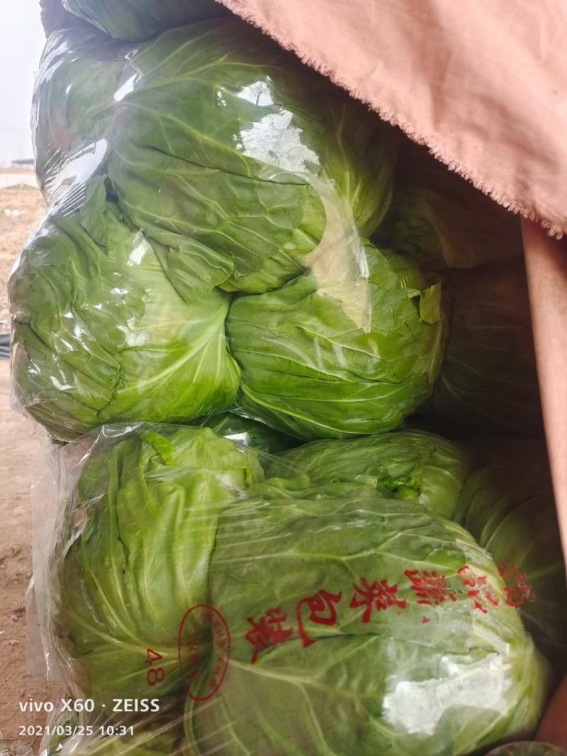 精品小甘蓝大量上市