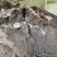 沼肥沼渣肥沼气肥料有机肥料化肥微生物肥