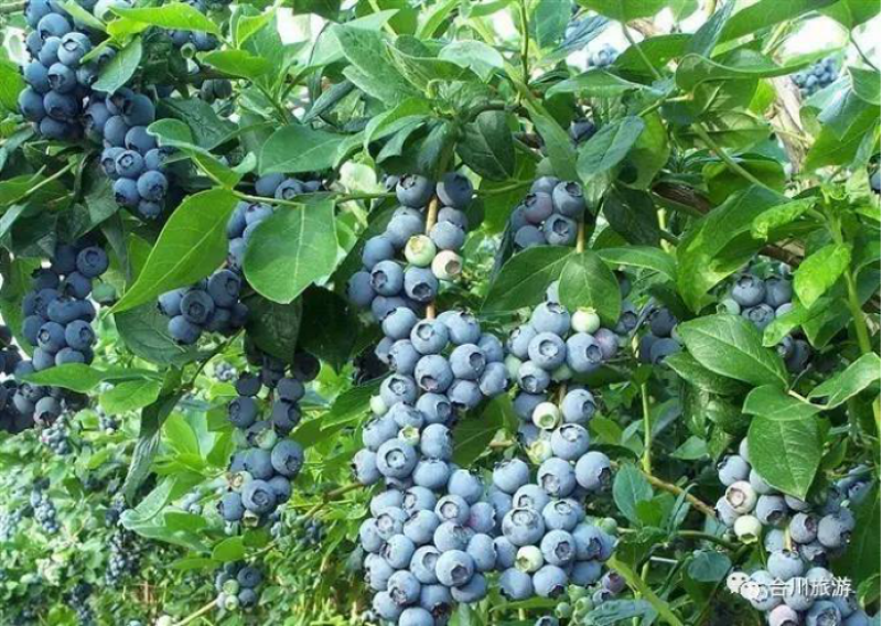 沼肥沼渣肥沼气肥料有机肥料化肥微生物肥