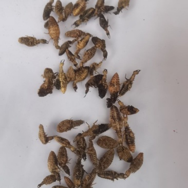 金沙牛