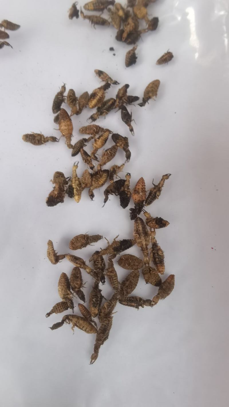 金沙牛