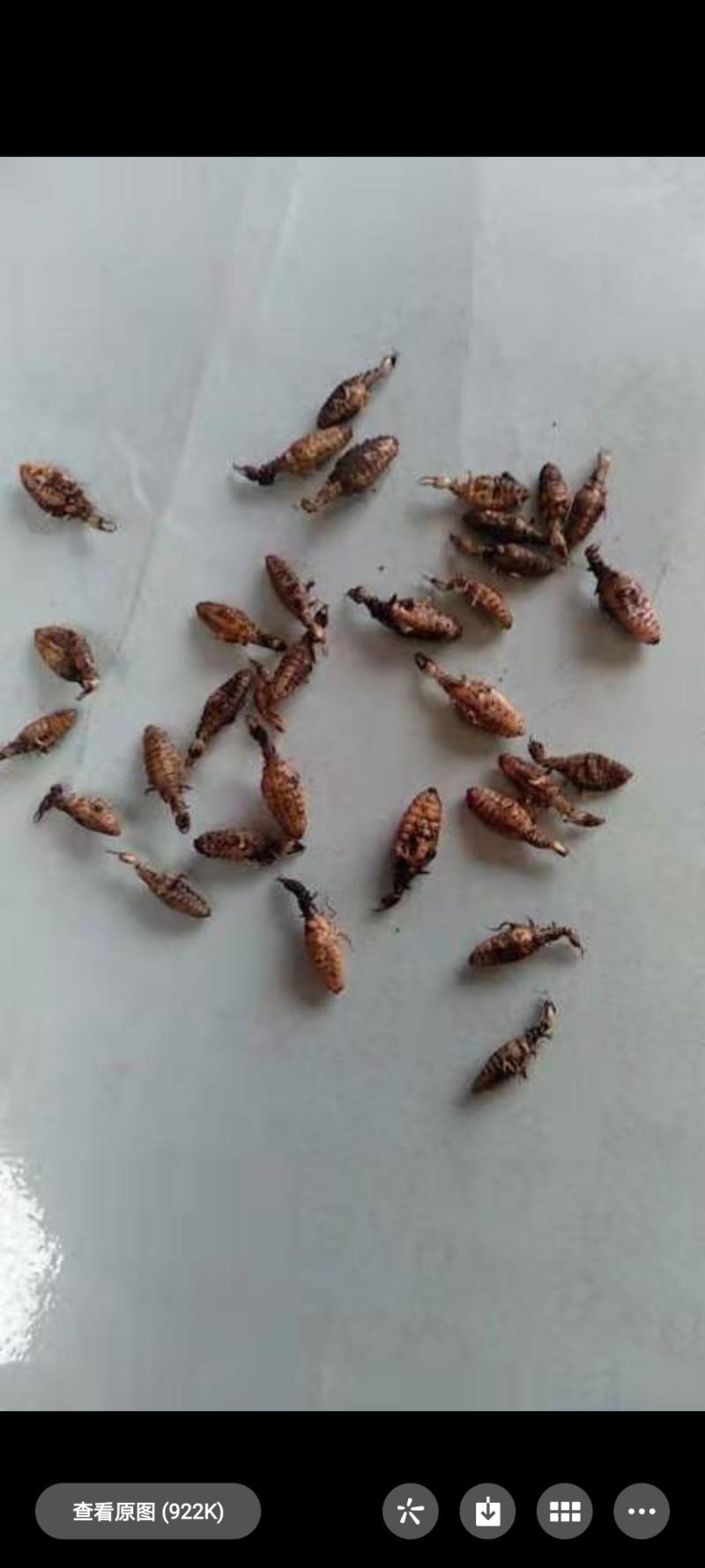 金沙牛