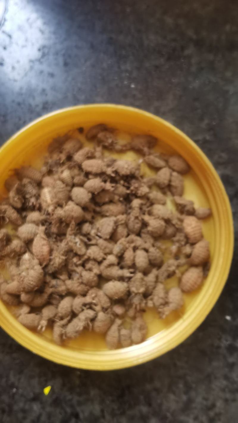 金沙牛