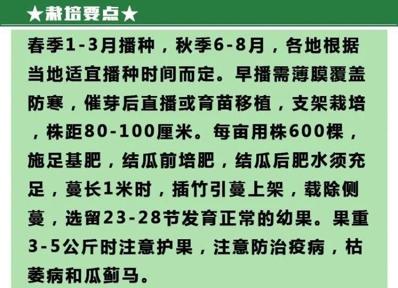 特大巨型黑皮冬瓜种子抗病高产大冬瓜种子多省包邮免运费