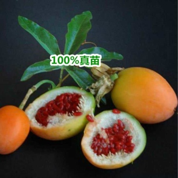 新品种绿皮荔枝味百香果苗蓝冠百香果苗当年结果盆栽庭院种植