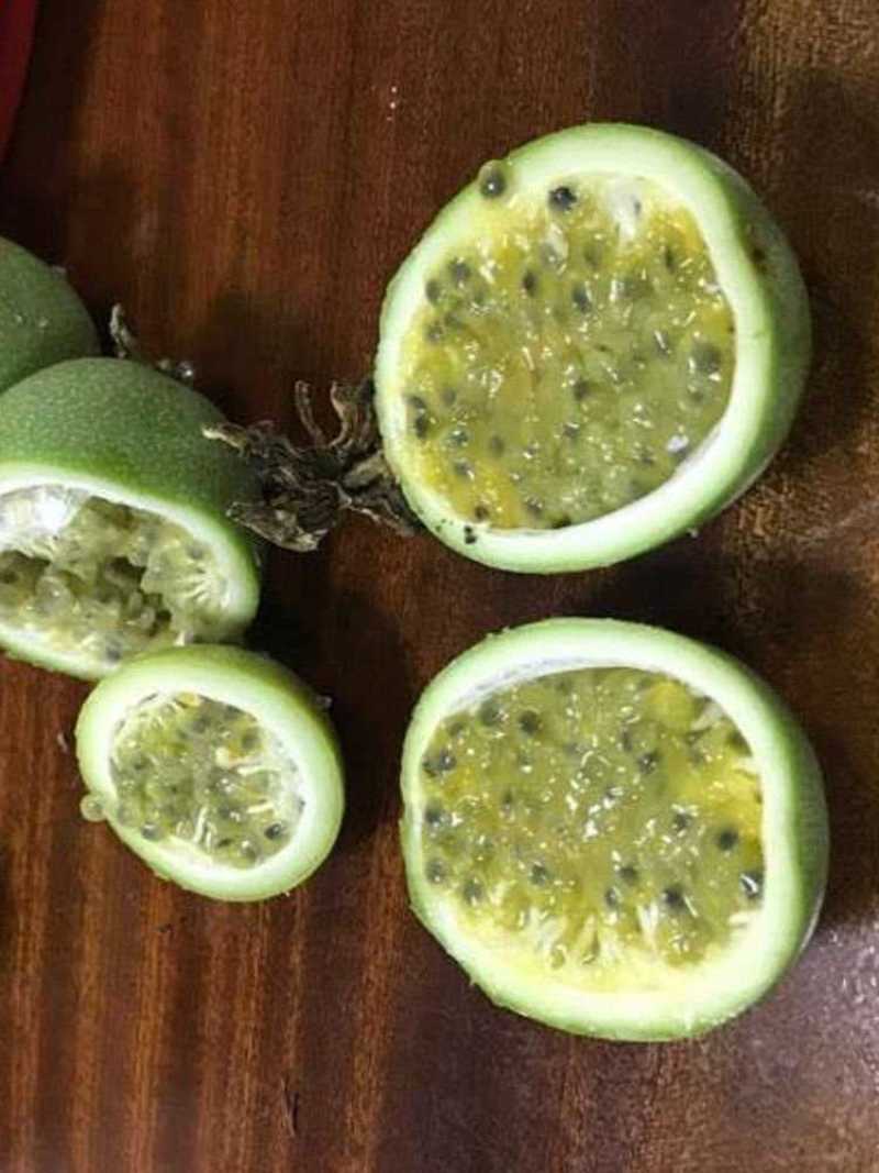 新品种绿皮荔枝味百香果苗蓝冠百香果苗当年结果盆栽庭院种植