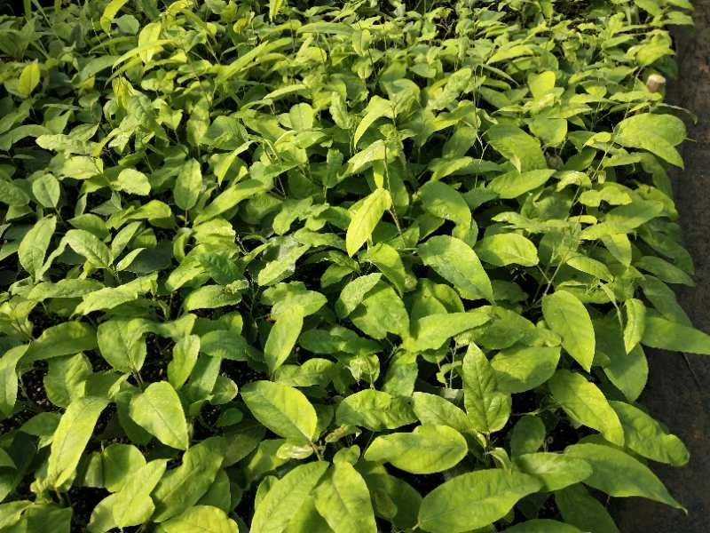 新品种绿皮荔枝味百香果苗蓝冠百香果苗当年结果盆栽庭院种植