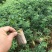 新品种绿皮荔枝味百香果苗蓝冠百香果苗当年结果盆栽庭院种植