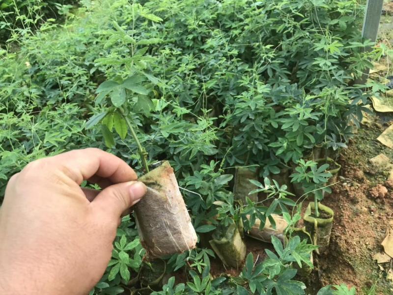 新品种绿皮荔枝味百香果苗蓝冠百香果苗当年结果盆栽庭院种植