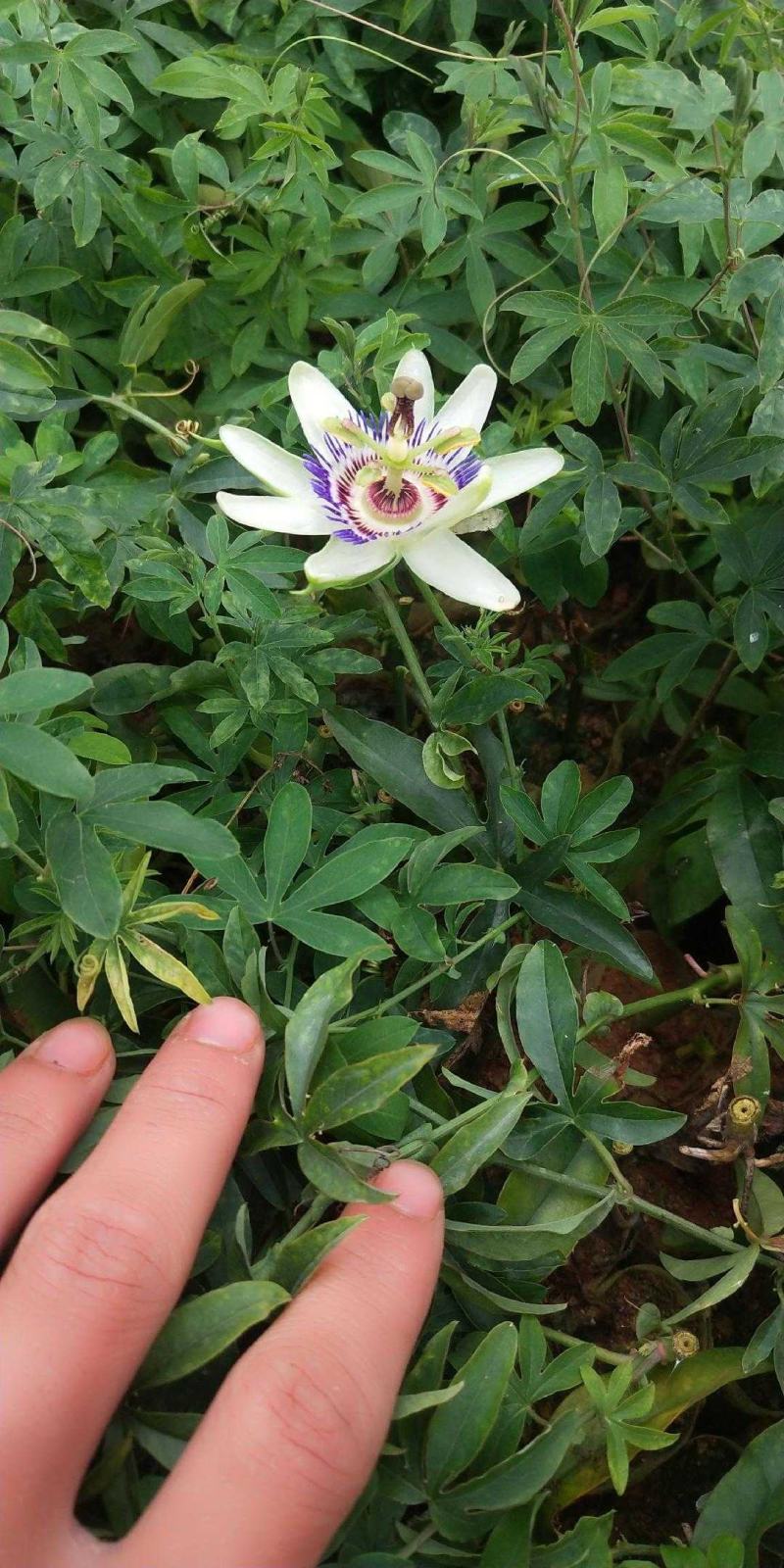 新品种绿皮荔枝味百香果苗蓝冠百香果苗当年结果盆栽庭院种植