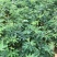 新品种绿皮荔枝味百香果苗蓝冠百香果苗当年结果盆栽庭院种植