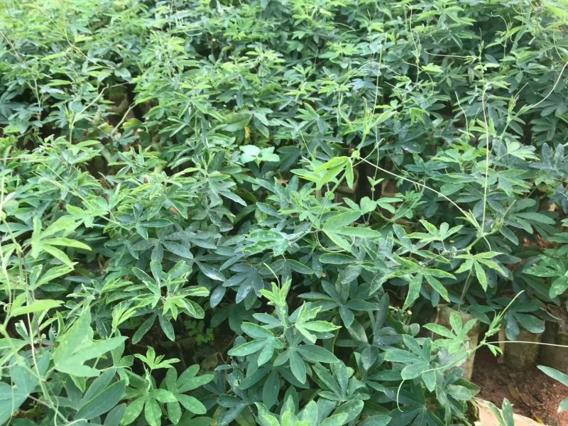 新品种绿皮荔枝味百香果苗蓝冠百香果苗当年结果盆栽庭院种植