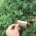 新品种绿皮荔枝味百香果苗蓝冠百香果苗当年结果盆栽庭院种植