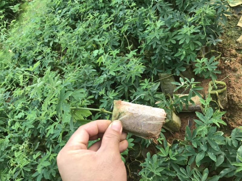 新品种绿皮荔枝味百香果苗蓝冠百香果苗当年结果盆栽庭院种植