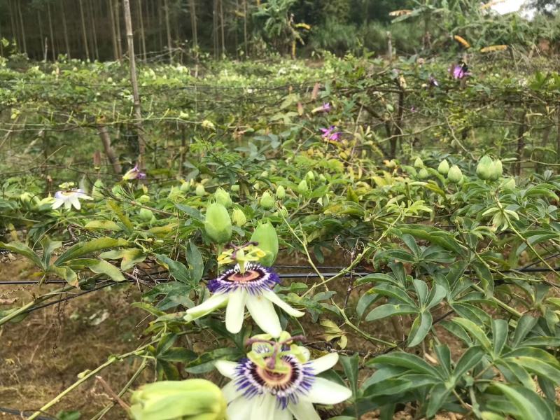 新品种绿皮荔枝味百香果苗蓝冠百香果苗当年结果盆栽庭院种植