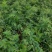 新品种绿皮荔枝味百香果苗蓝冠百香果苗当年结果盆栽庭院种植