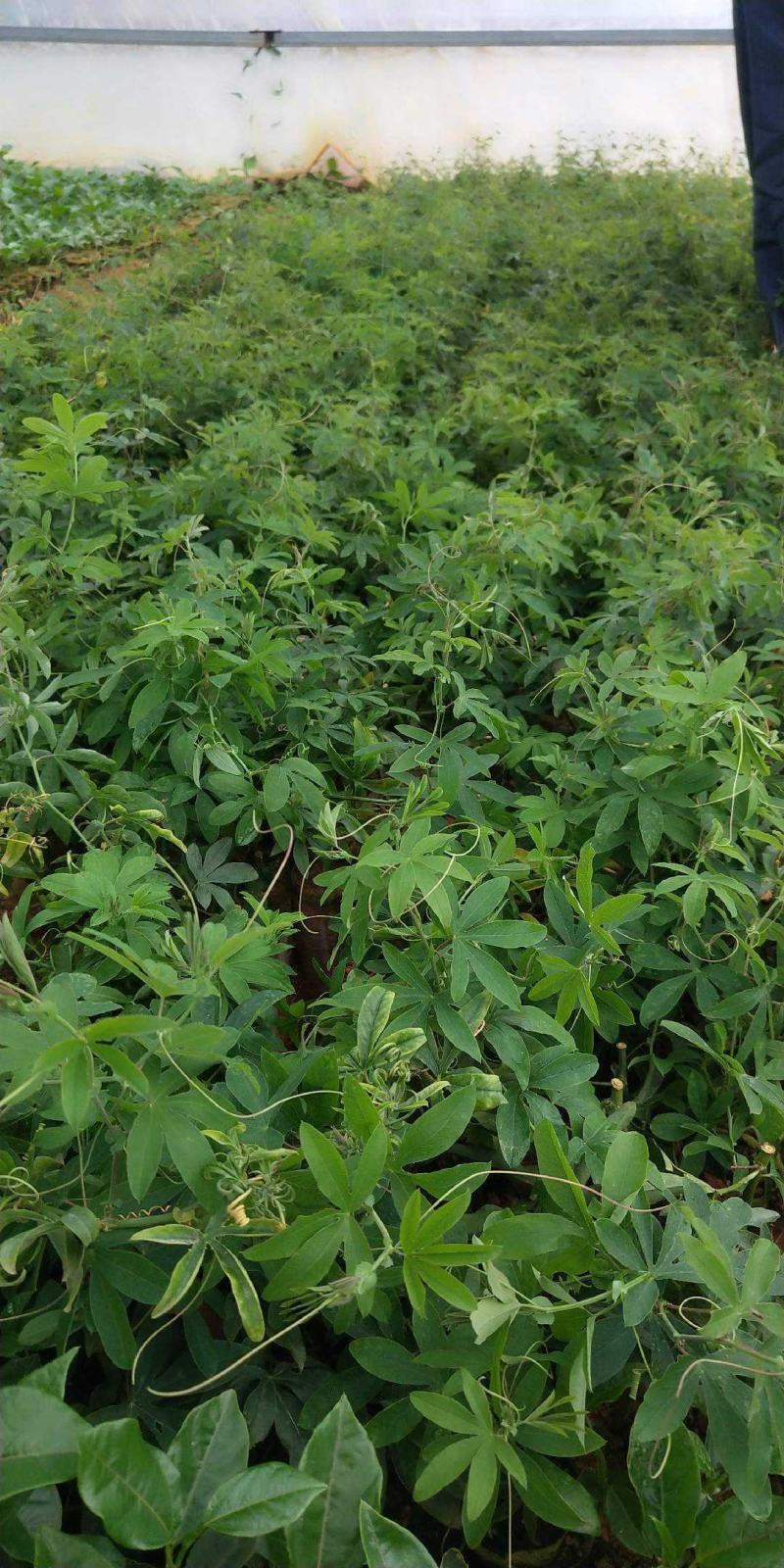 新品种绿皮荔枝味百香果苗蓝冠百香果苗当年结果盆栽庭院种植
