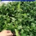 新品种绿皮荔枝味百香果苗蓝冠百香果苗当年结果盆栽庭院种植