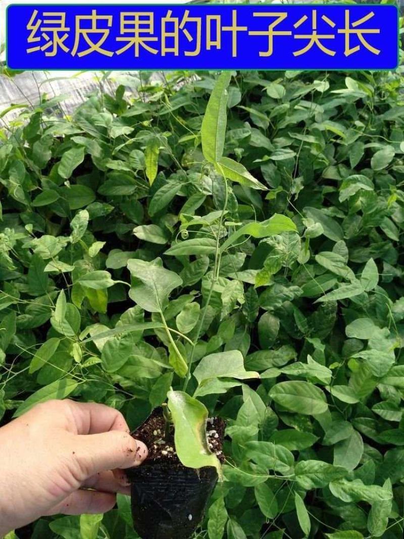 新品种绿皮荔枝味百香果苗蓝冠百香果苗当年结果盆栽庭院种植