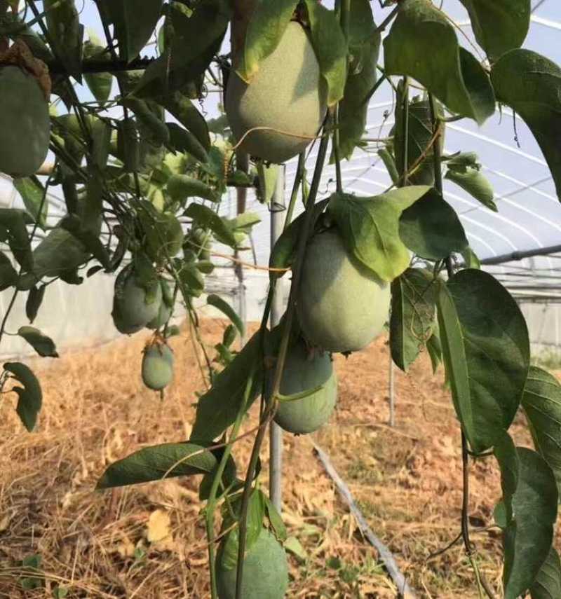 新品种绿皮荔枝味百香果苗蓝冠百香果苗当年结果盆栽庭院种植