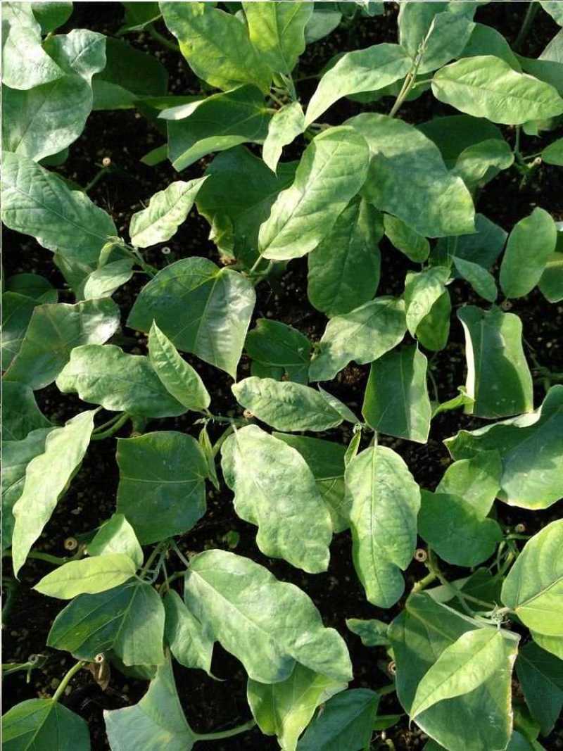 新品种绿皮荔枝味百香果苗蓝冠百香果苗当年结果盆栽庭院种植