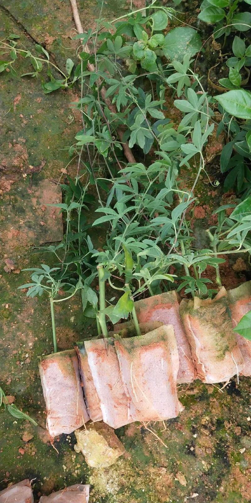 新品种绿皮荔枝味百香果苗蓝冠百香果苗当年结果盆栽庭院种植