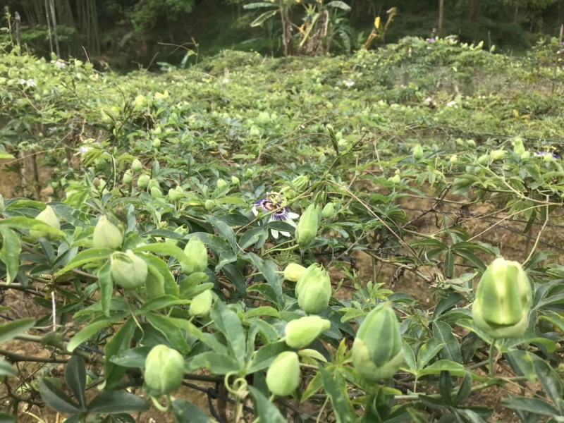 新品种绿皮荔枝味百香果苗蓝冠百香果苗当年结果盆栽庭院种植