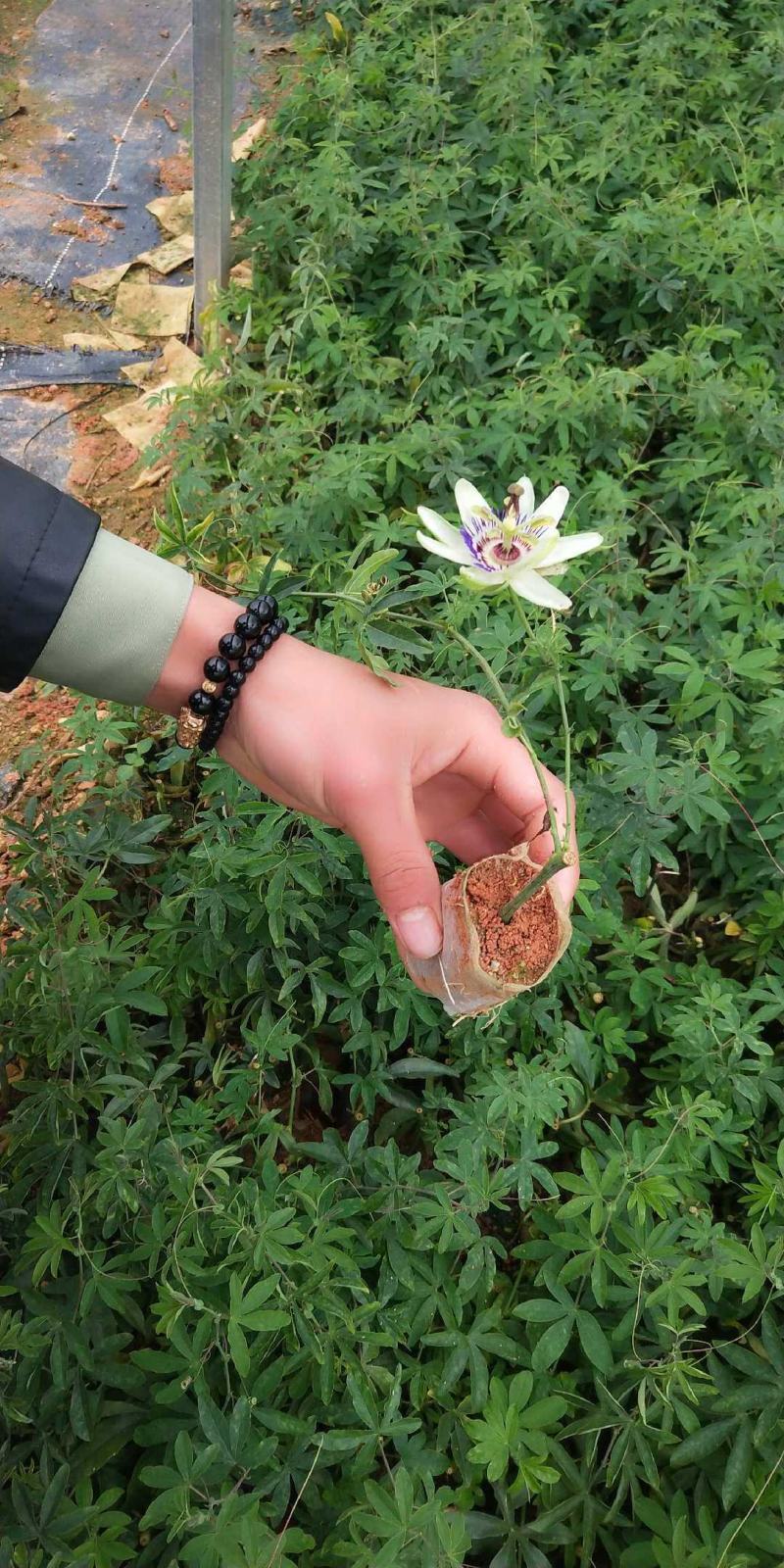 新品种绿皮荔枝味百香果苗蓝冠百香果苗当年结果盆栽庭院种植