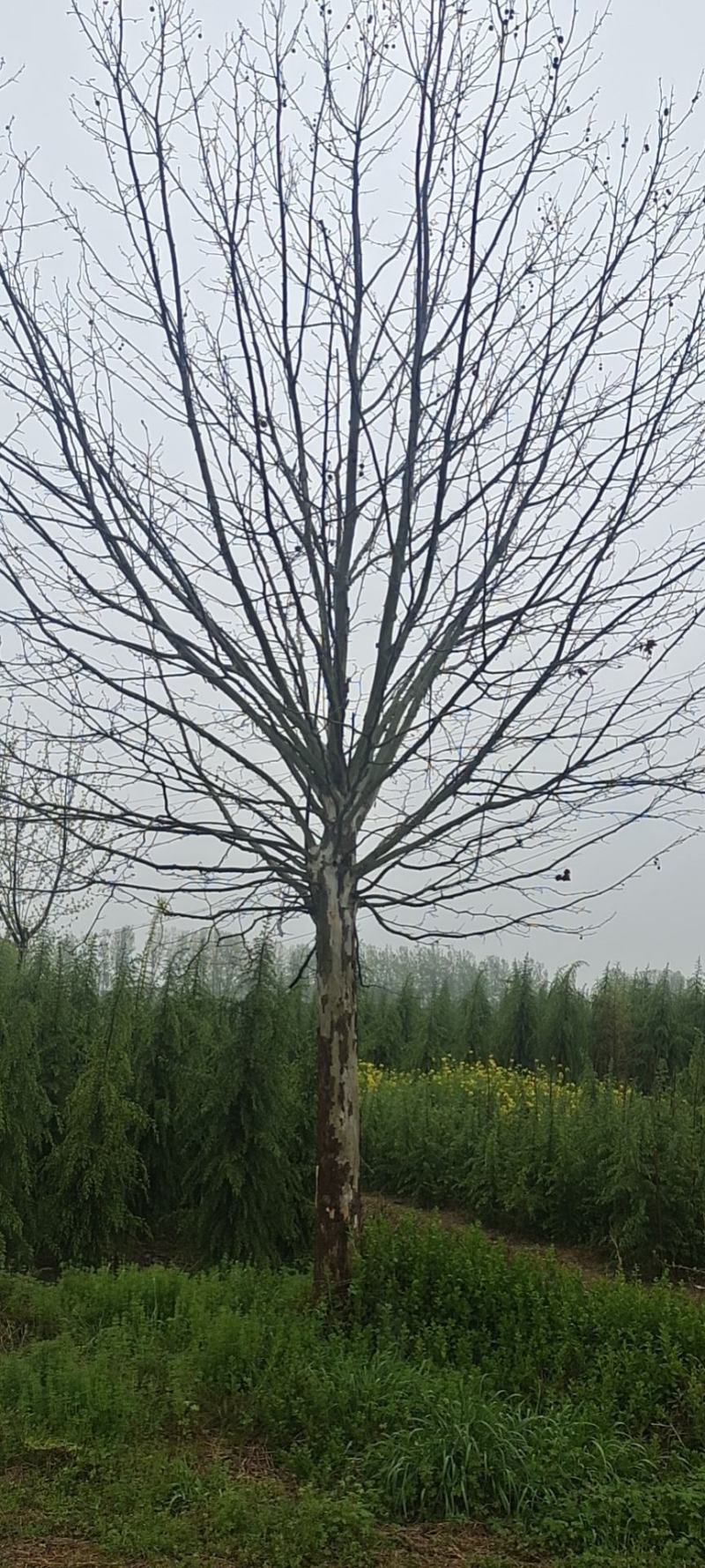 法桐基地直供，价格便宜，量大从优，海量供应