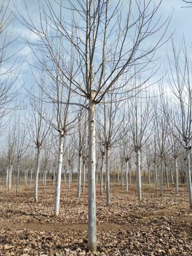 法桐基地直供，价格便宜，量大从优，海量供应