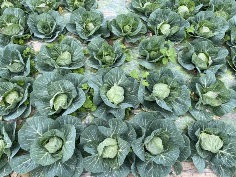 【精品包菜】阳光4-2包菜基地自种，陆续上市中